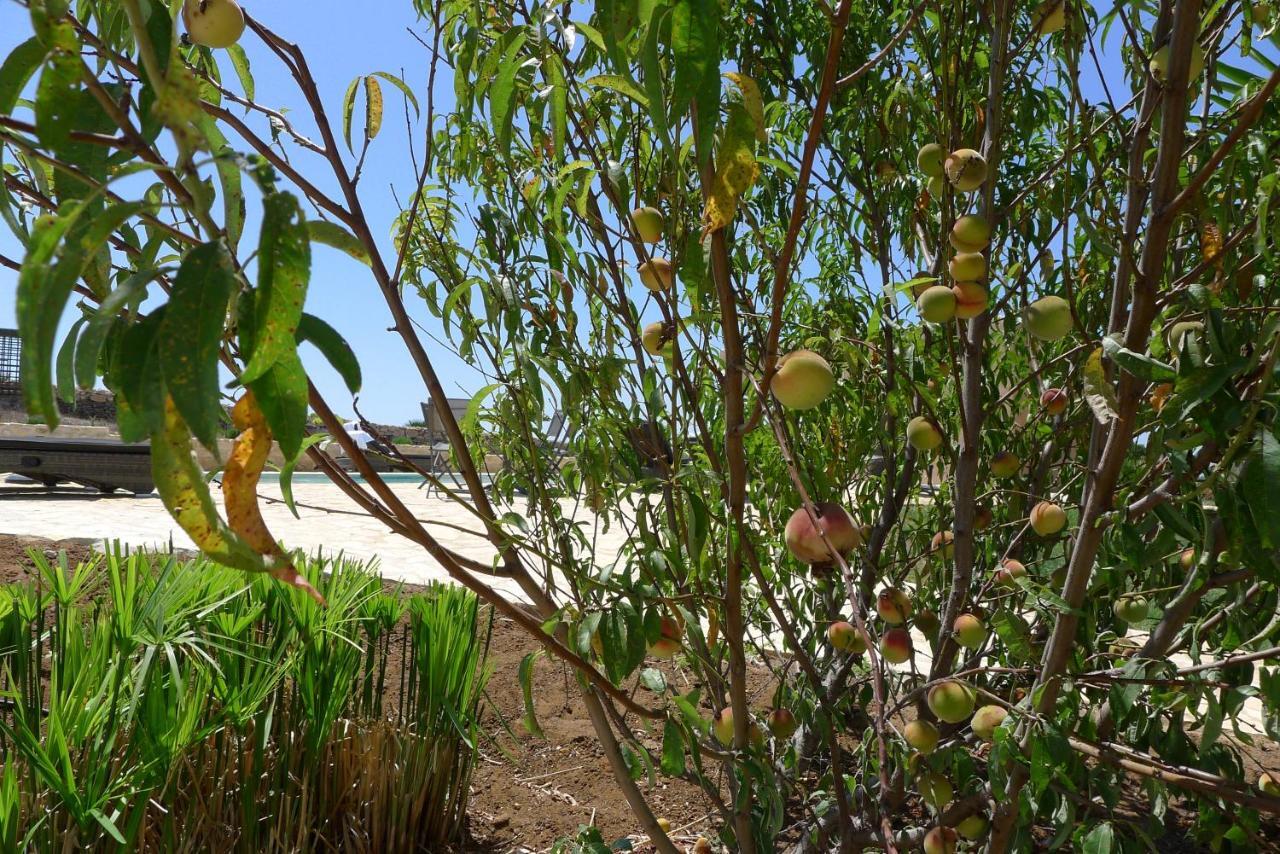 Finca Du Ressourcement Higueron Apartman Vejer de la Frontera Kültér fotó